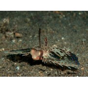 Dactyloptena orientalis - Долгопер восточный