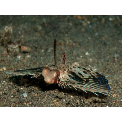 Dactyloptena orientalis - Долгопер восточный Dactyloptena orientalis - Долгопер восточный