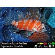 Dendrochirus bellus Крылатка-бабочка