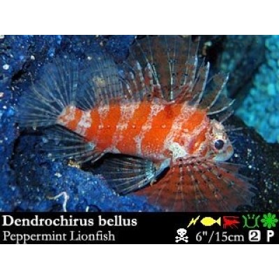 Dendrochirus bellus Крылатка-бабочка Dendrochirus bellus Крылатка-бабочка