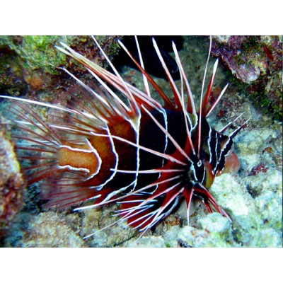 Pterois mombasae - Момбасская крылатка Pterois mombasae - Момбасская крылатка