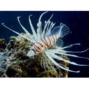 Pterois russelli - Крылатка Русселя
