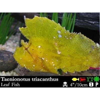 Taenianotus triacanthus - Рыба-лист морская Taenianotus triacanthus - Рыба-лист морская
