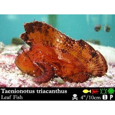 Taenianotus triacanthus - Рыба-лист морская Taenianotus triacanthus - Рыба-лист морская