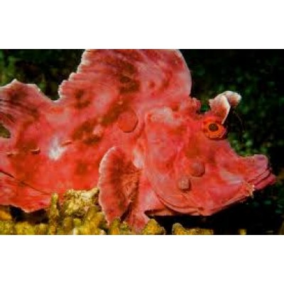 Rhinopias eschmeyeri Рыба-скорпион Эшмейера Rhinopias eschmeyeri Рыба-скорпион Эшмейера