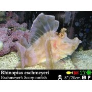 Rhinopias eschmeyeri Рыба-скорпион Эшмейера