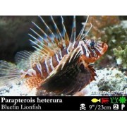 Parapterois heterura Крылатка голубая