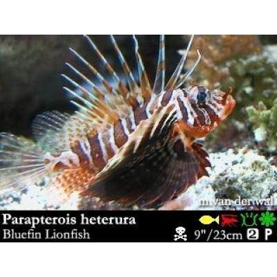 Parapterois heterura Крылатка голубая Parapterois heterura Крылатка голубая