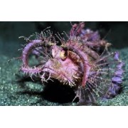 Pteroidichthys amboinensis Скорпена Амбона