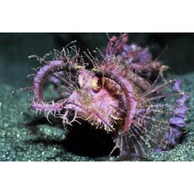 Pteroidichthys amboinensis Скорпена Амбона Pteroidichthys amboinensis Скорпена Амбона