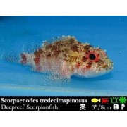 Scorpaenodes tredecimspinosus
