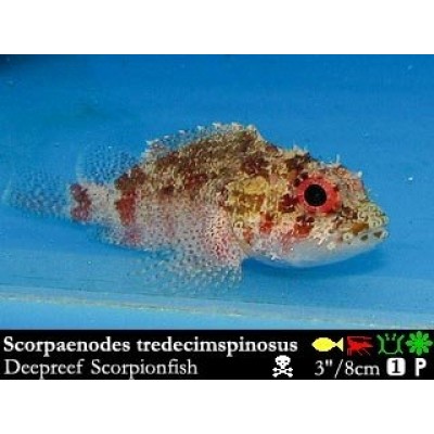 Scorpaenodes tredecimspinosus Scorpaenodes tredecimspinosus
