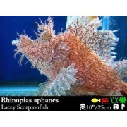 Rhinopias  aphanesi Рыба-скорпион