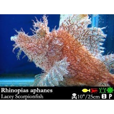 Rhinopias aphanesi Рыба-скорпион Rhinopias aphanesi Рыба-скорпион