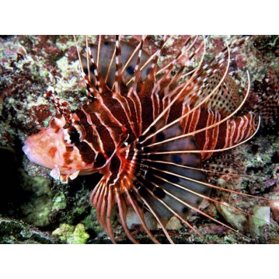 Pterois antennata - Антенновая крылатка Pterois antennata - Антенновая крылатка