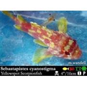 Sebastapistes cyanostigma 
