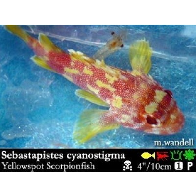Sebastapistes cyanostigma Sebastapistes cyanostigma