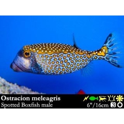 Ostracion meleagris - Белопятнистый кузовок Ostracion meleagris - Белопятнистый кузовок