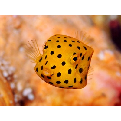 Кузовок Кубик (Ostracion Cubicus) Кузовок Кубик (Ostracion Cubicus)