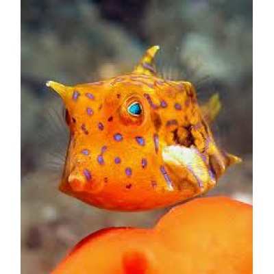 Lactoria fornasini - Кузовок рогатый трехиглый Lactoria fornasini - Кузовок рогатый трехиглый