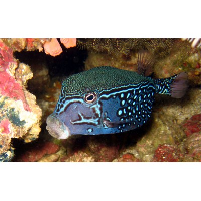 Ostracion solorensis Кузовок сетчатый (солнечный, солоренсис) Ostracion solorensis Кузовок сетчатый (солнечный, солоренсис)
