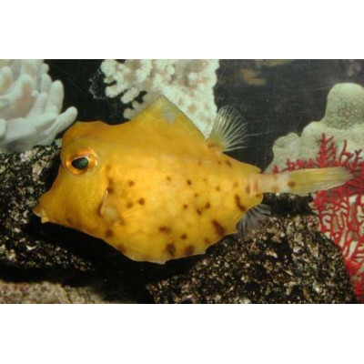 Tetrosomus gibbosus Кузовок горбатый (треугольный) Tetrosomus gibbosus Tetrosomus gibbosus Кузовок горбатый (треугольный) Tetrosomus gibbosus