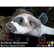 Arothron diadematus - Масковый аротрон