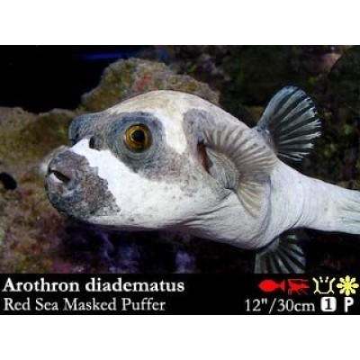 Arothron diadematus - Масковый аротрон Arothron diadematus - Масковый аротрон