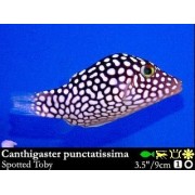 Canthigaster punctatissima Иглобрюх