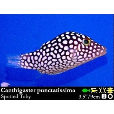 Canthigaster punctatissima Иглобрюх Canthigaster punctatissima Иглобрюх