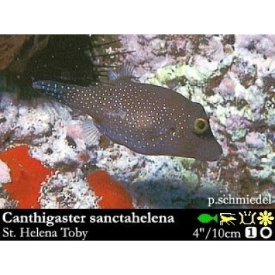 Canthigaster sanctahelena Иглобрюх Canthigaster sanctahelena Иглобрюх