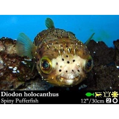 Diodon holocanthus (Длинноиглая Рыба-ёж) Diodon holocanthus (Длинноиглая Рыба-ёж)