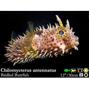 Chilomycterus antennatus Хиломикт