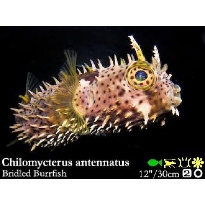 Chilomycterus antennatus Хиломикт Chilomycterus antennatus Хиломикт
