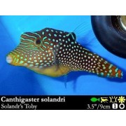 Canthigaster solandri Иглобрюх