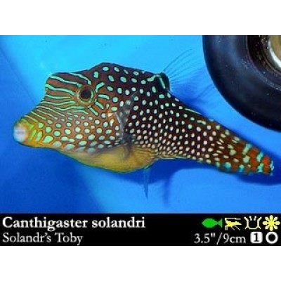 Canthigaster solandri Иглобрюх Canthigaster solandri Иглобрюх