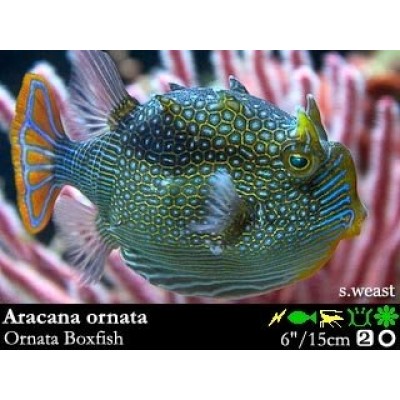 Aracana ornata Aracana ornata