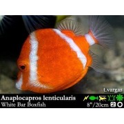 Anaplocapros lenticularis Белополосый красный кузовок