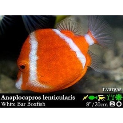 Anaplocapros lenticularis Белополосый красный кузовок Anaplocapros lenticularis Белополосый красный кузовок