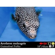 Arothron meleagris - Аротрон белоточечный