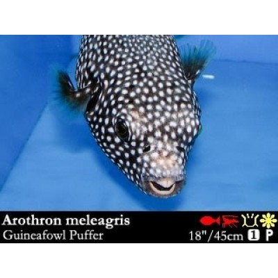 Arothron meleagris - Аротрон белоточечный Arothron meleagris - Аротрон белоточечный