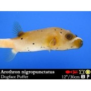 Arothron nigropunctatus - Аротрон черноточечный