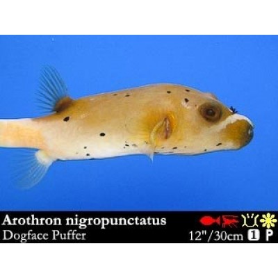 Arothron nigropunctatus - Аротрон черноточечный Arothron nigropunctatus - Аротрон черноточечный