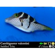 Canthigaster valentini - Иглобрюх острорылый Валентини