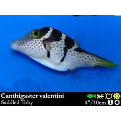 Canthigaster valentini - Иглобрюх острорылый Валентини Canthigaster valentini - Иглобрюх острорылый Валентини
