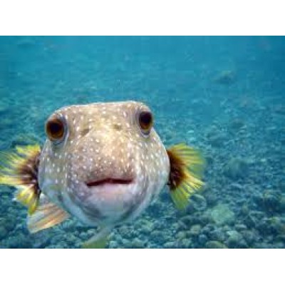 Arothron hispidus - Аротрон белопятнистый или колючий Arothron hispidus - Аротрон белопятнистый или колючий