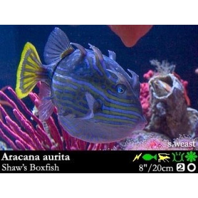 Aracana aurita Aracana aurita