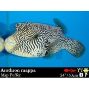 Arothron mappa - Аротрон расписной