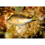 Canthigaster rostrata Иглобрюх карибский