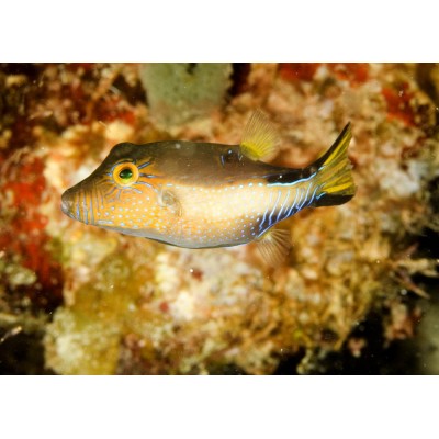 Canthigaster rostrata Иглобрюх карибский Canthigaster rostrata Иглобрюх карибский